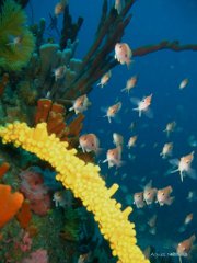 Agnes Milowka - Great Barrier Reef