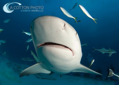 Amanda Cotton - Bull Shark