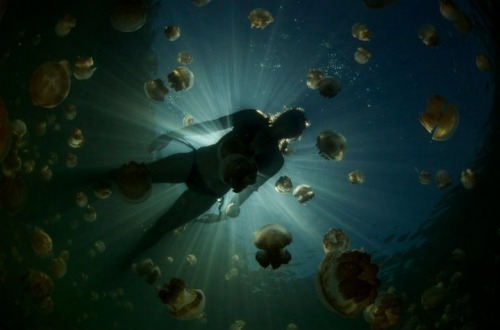 Elena Konstantinou - Jellyfish Lake