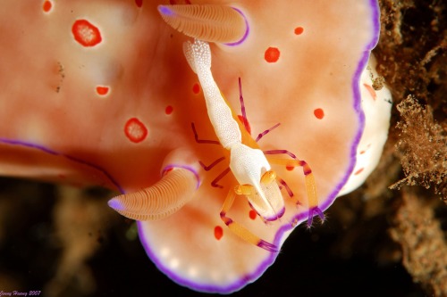 Jenny Huang - Imperial partner shrimp riding on the Nudibranch