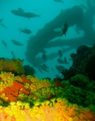 Agnes Milowka - Coogee Stern Wreck