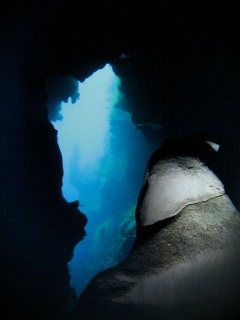 Agnes Milowka - Mt Gambier Sinkhole