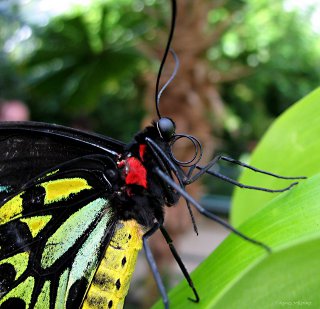 Agnes Milowka - Close Up Butterfly