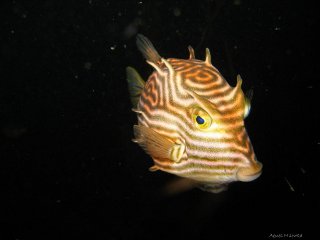 Agnes Milowka - Cow Fish