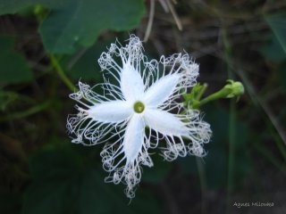 Agnes Milowka - Flower at Bungle Bungles