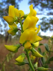 Agnes Milowka - Flower at Gibb River Road