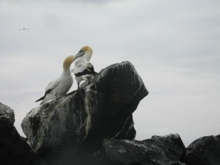 Agnes Milowka - Pope's Gannets