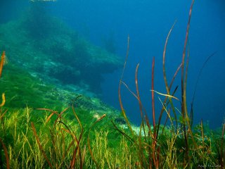 Agnes Milowka - Grass at Mt Gambier