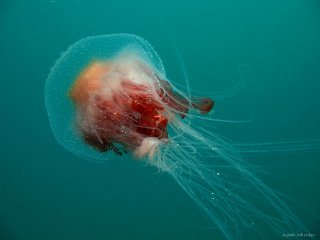 Agnes Milowka - Jelly Fish On The Safety Stop