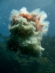 Agnes Milowka - Jellyfish at Eaglehawk Neck