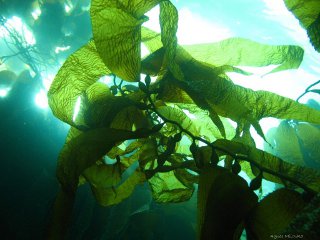 Agnes Milowka - Kelp Forest at Eaglehawk Neck