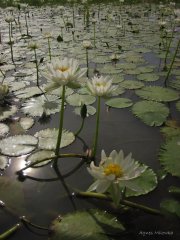 Agnes Milowka - Lillies on Georgina River