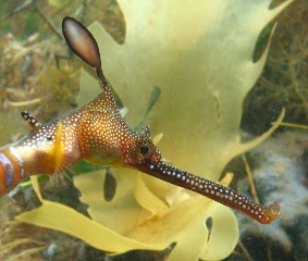 Agnes Milowka - Weedy Sea Dragon