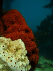 Agnes Milowka - Sponges at Portsea