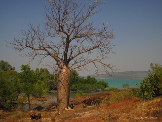 Agnes Milowka - Baobab