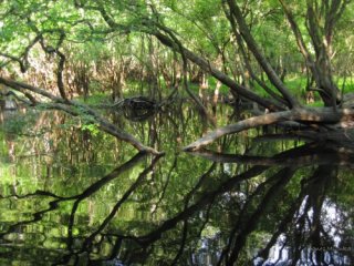 Agnes Milowka - Florida Waters