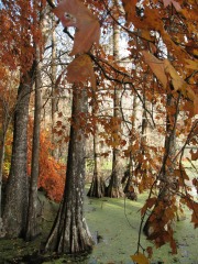 Agnes Milowka - Mill Pond Autumn