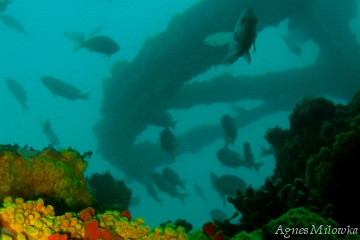 Agnes Milowka_diving wreck