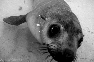 Agnes Milowka_diving with baby seal